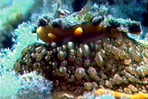 Lumaca ad ombrello (Umbraculum umbraculum)