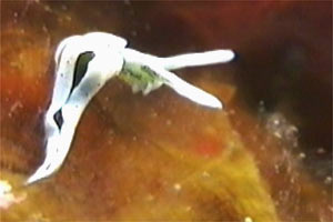 Lumachina verde (Elysia timida)