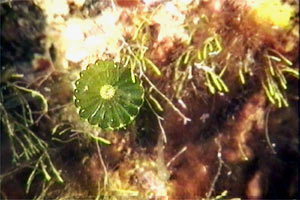 Ombrellino di mare (Polyphysa parvula)