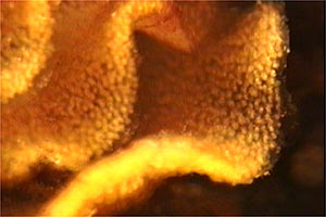 Doride dipinto (Hypselodoris picta)