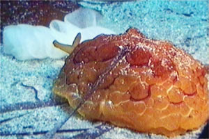 Lumacone tartaruga (Pleurobranchus testudinarius)