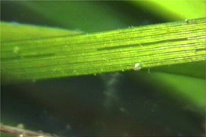 Fanerogama marina (Zostera marina)