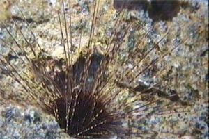 Riccio diadema (Centrostephanus longispinus)