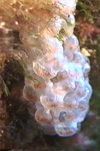Buccino comune (Buccinulum corneum)