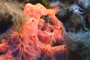 Spugna  rossa (Crambe crambe)