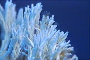 Filograna di mare (Filograna implexa)