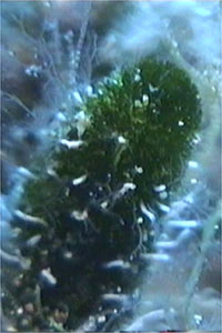 Alga verde (Dasycladus vermicularis)