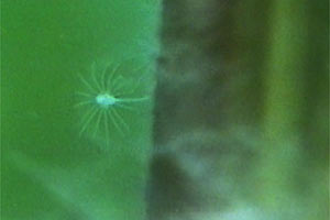 Idroide (Laomedea angulata)
