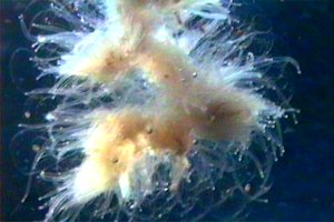Macroplancton (Apolemia uvaria)