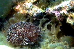 Bertella ocellata (Berthella ocellata)