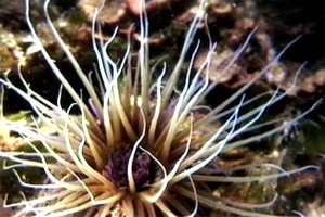 Cerianto (Cerianthus membranaceus)