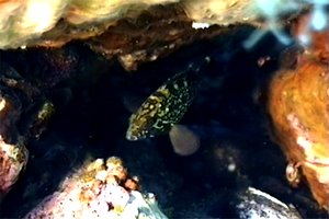 Cernia bruna (Epinephelus marginatus)