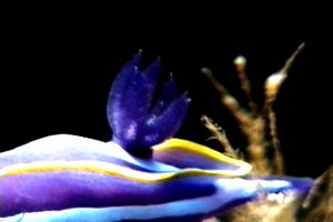 Doride di Fontandrau (Hypselodoris fontandraui)