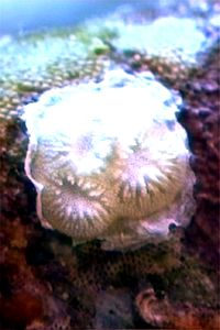 Lichenopora (Lichenopora radiata)