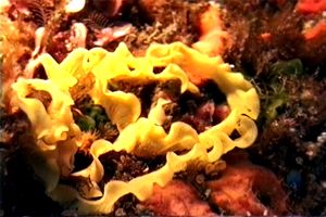 Nudibranchio (N.d. n.d.)