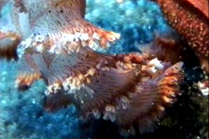 Pennatula rossa (Pennatula rubra)