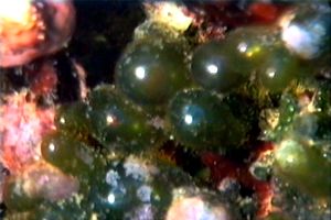 Alga otre (Valonia macrophysa)