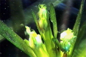 Posidonia (Posidonia oceanica)