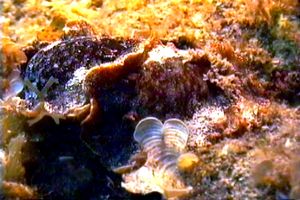 Doride argo (Platydoris argo)