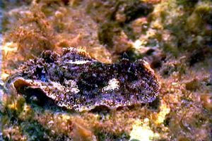 Doride argo (Platydoris argo)