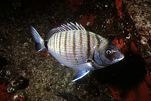 Sarago maggiore (Diplodus sargus sargus)