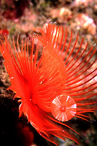 Serpula (Serpula vermicularis)