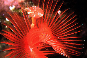 Serpula (Serpula vermicularis)