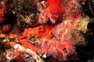 Serpula (Serpula vermicularis)