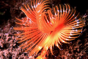 Serpula (Serpula vermicularis)