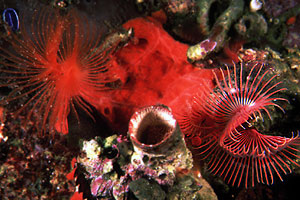 Serpula (Serpula vermicularis)