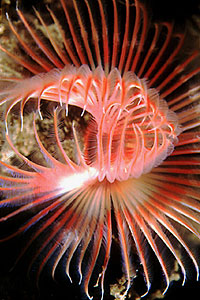 Serpula (Serpula vermicularis)