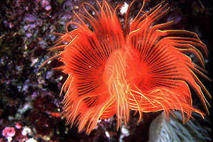 Verme dal ciuffo bianco (Protula tubularia)