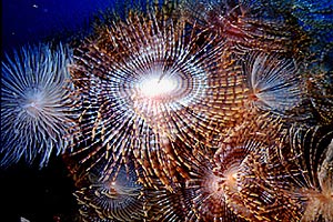 Spirografo (Sabella spallanzanii)