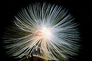 Spirografo (Sabella spallanzanii)