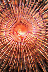 Spirografo (Sabella spallanzanii)