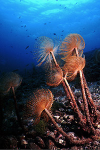 Spirografo (Sabella spallanzanii)