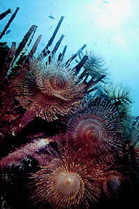 Spirografo (Sabella spallanzanii)