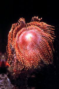 Spirografo (Sabella spallanzanii)