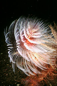 Spirografo (Sabella spallanzanii)