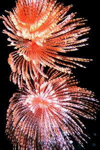 Spirografo (Sabella spallanzanii)