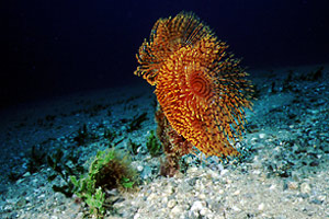 Spirografo (Sabella spallanzanii)