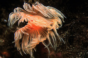 Verme dal ciuffo bianco (Protula tubularia)