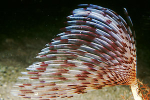 Verme pavone (Sabella penicillus)