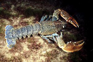 Astice (Homarus gammarus)