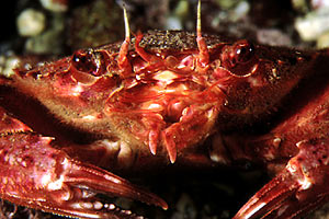 Grancella pieghettata (Liocarcinus corrugatus)