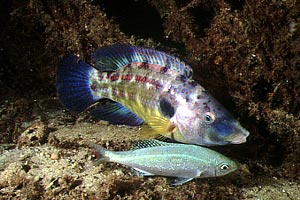 Tordo pavone (Symphodus tinca)