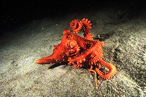 Polpessa (Octopus macropus)