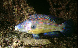 Tordo pavone (Symphodus tinca)