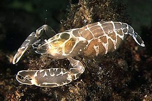 Guardiano della pinna (Pontonia pinnophylax)