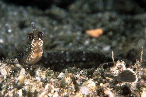 Pesce Ago (Syngnatus acus)